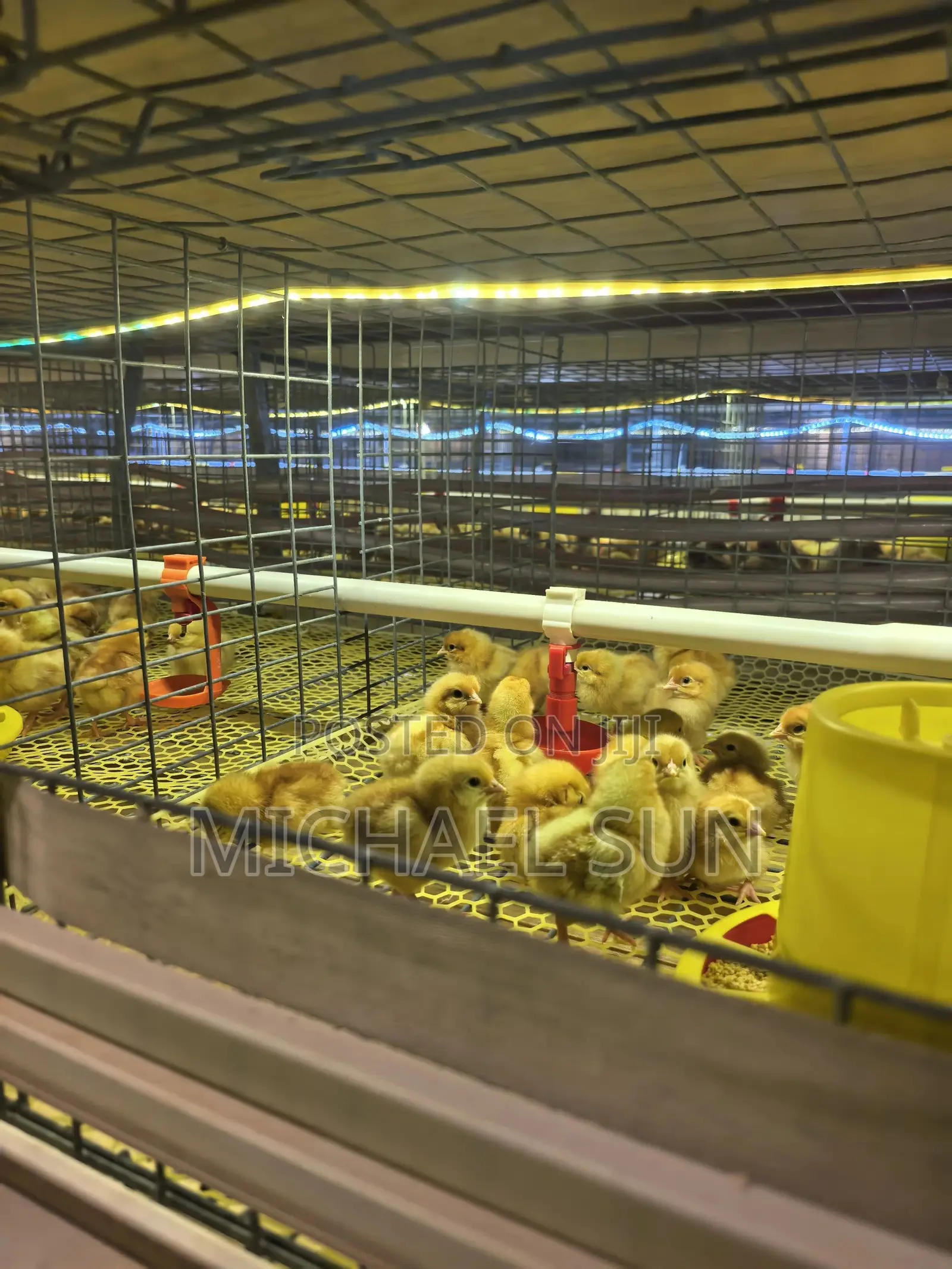 Fully Automatic Chicken Cages Battery Cages Poultry Cage