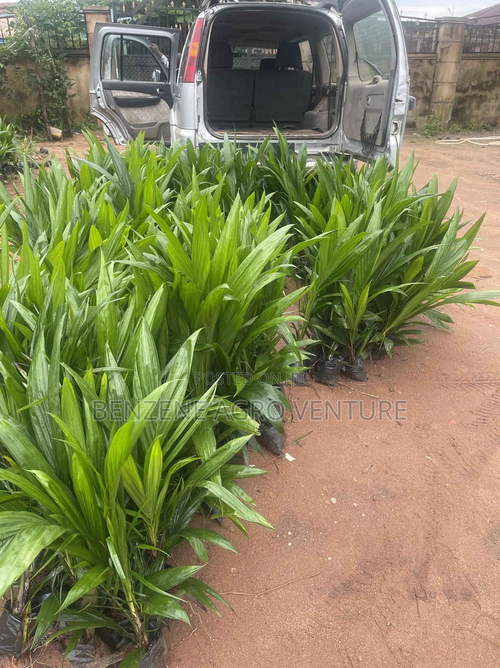 Malaysia Supergene PPM Seedlings
