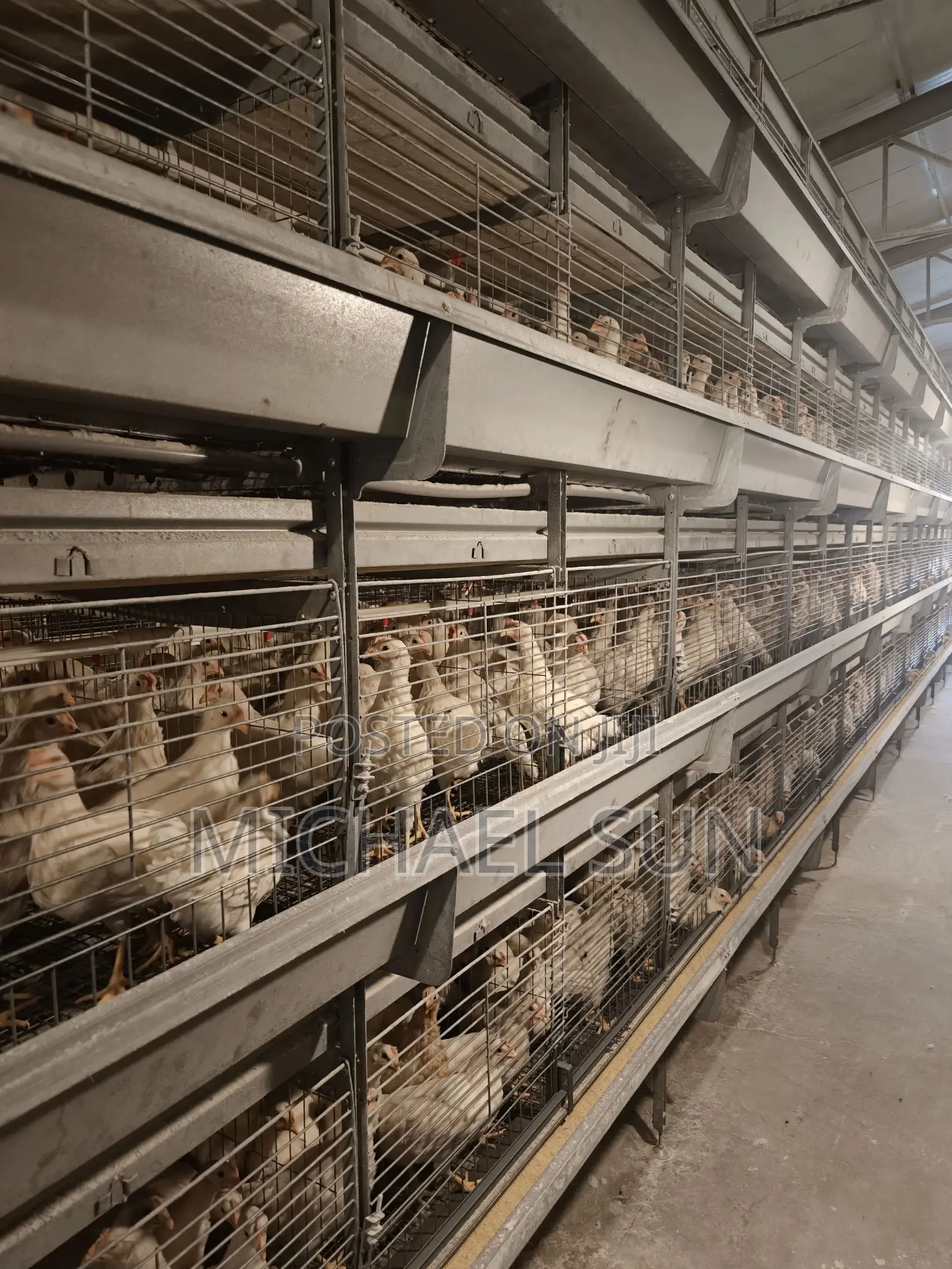 Automatic Poultry Farming Equipments Battery Cages