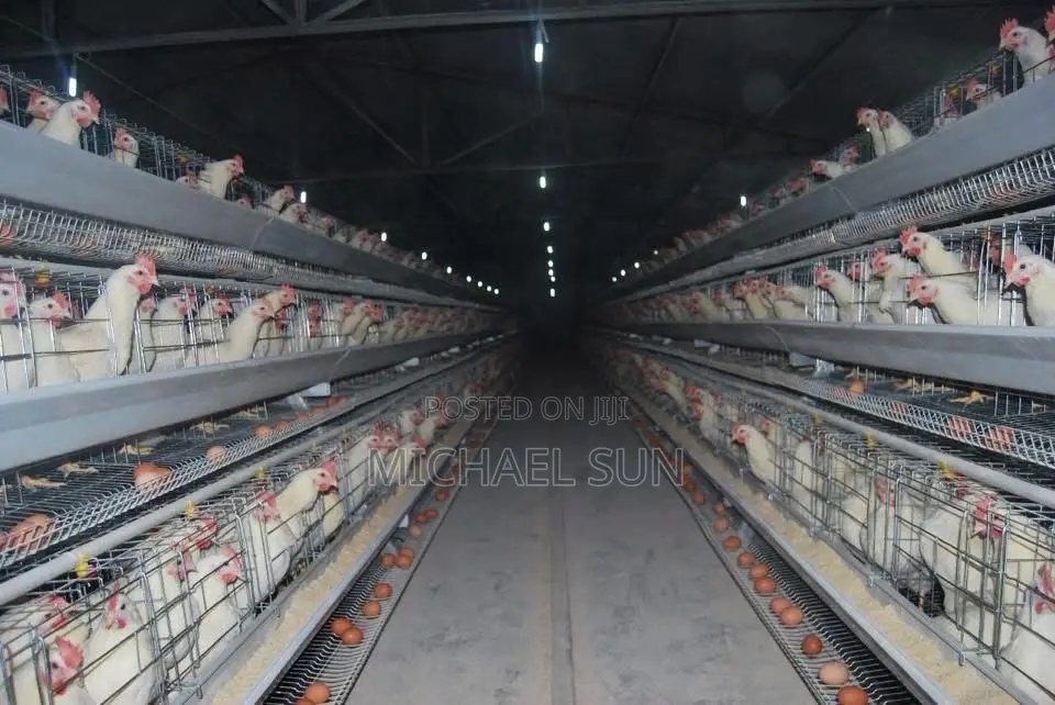 Battery Cage Poultry Cage Chicken Farming Cages