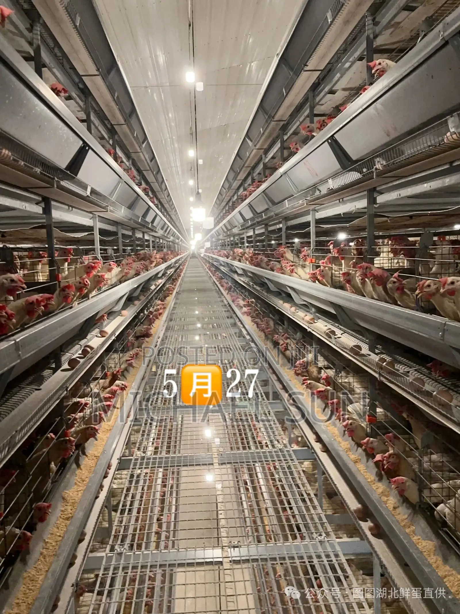 Farming Cage Chicken Raising Cage Poultry Farming Equipment