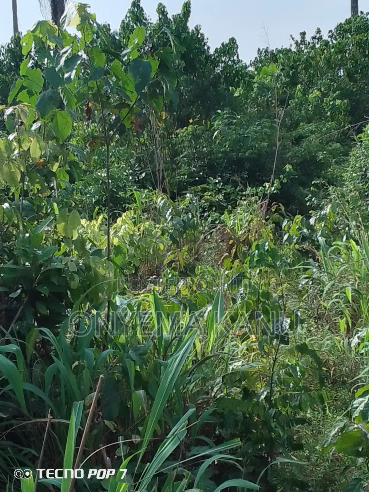 4 Plots Fertile Land for Sale.