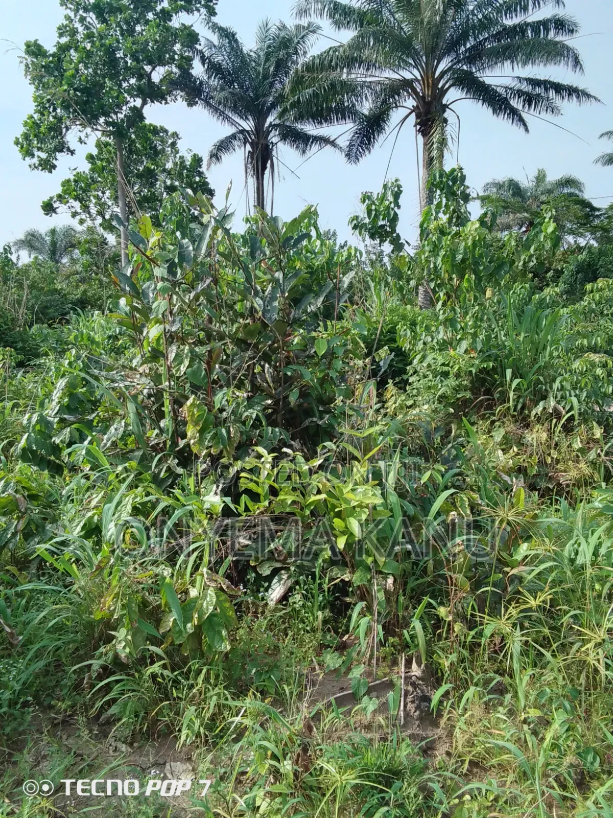 4 Plots Fertile Land for Sale.