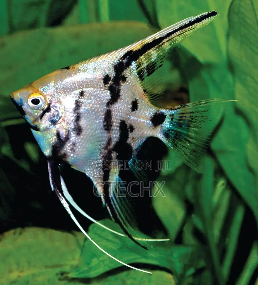 Angelfish 2–2.5” Body – Live Elegant Freshwater Aquarium Fish