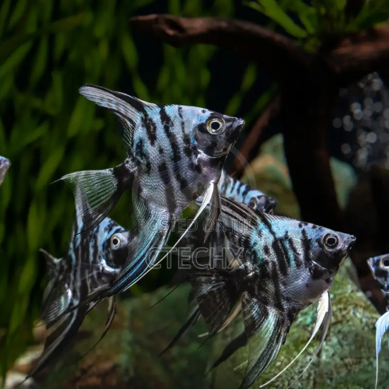 Angelfish 2–2.5” Body – Live Elegant Freshwater Aquarium Fish