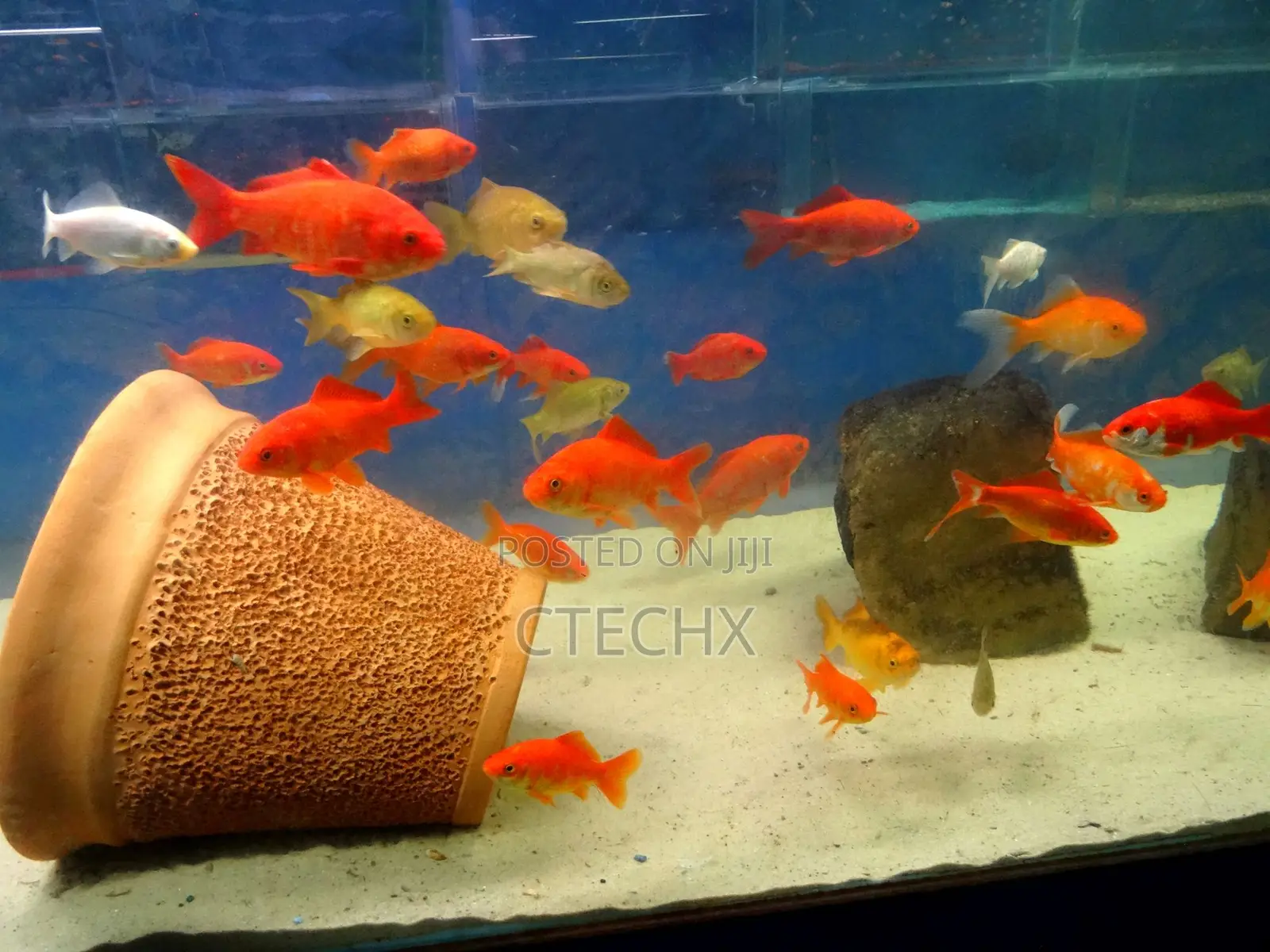 Live Goldfish Perfect for Tanks Aquariums – 0.75 to 1.5 Inches