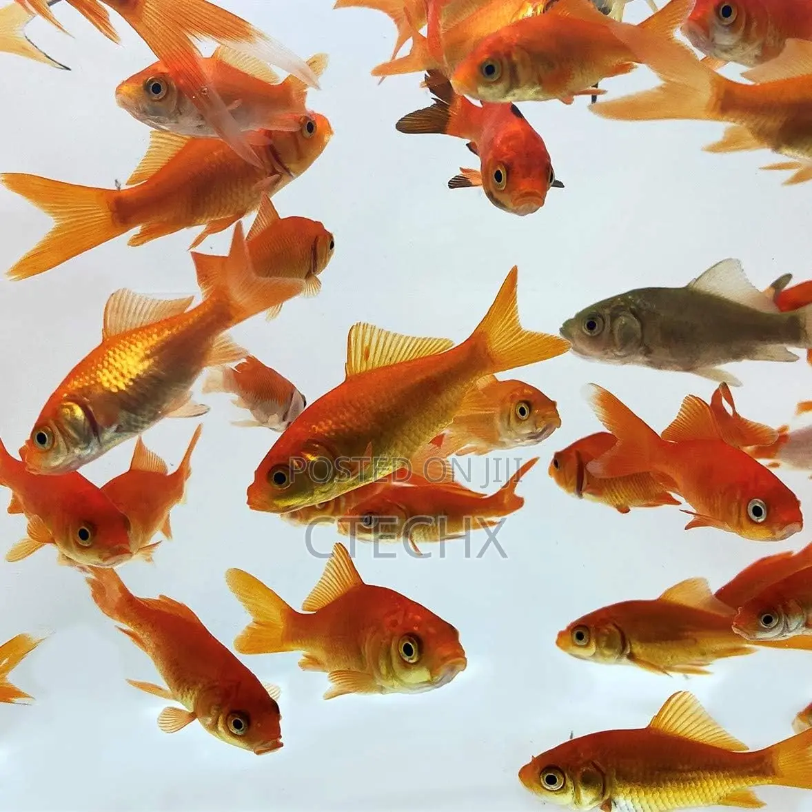 Live Goldfish Perfect for Tanks Aquariums – 0.75 to 1.5 Inches