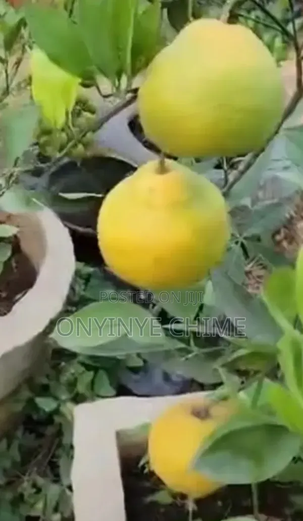 Honeybell Orange Seedlings