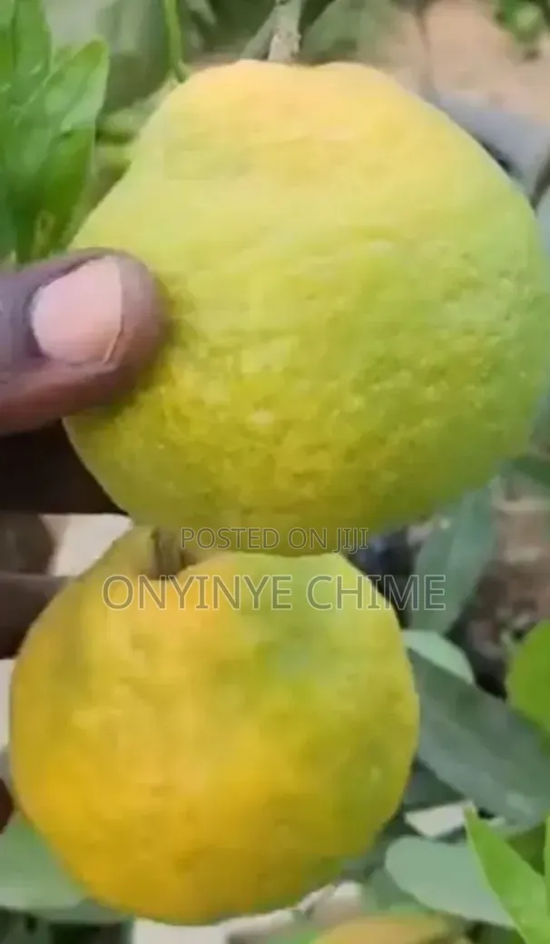 Honeybell Orange Seedlings