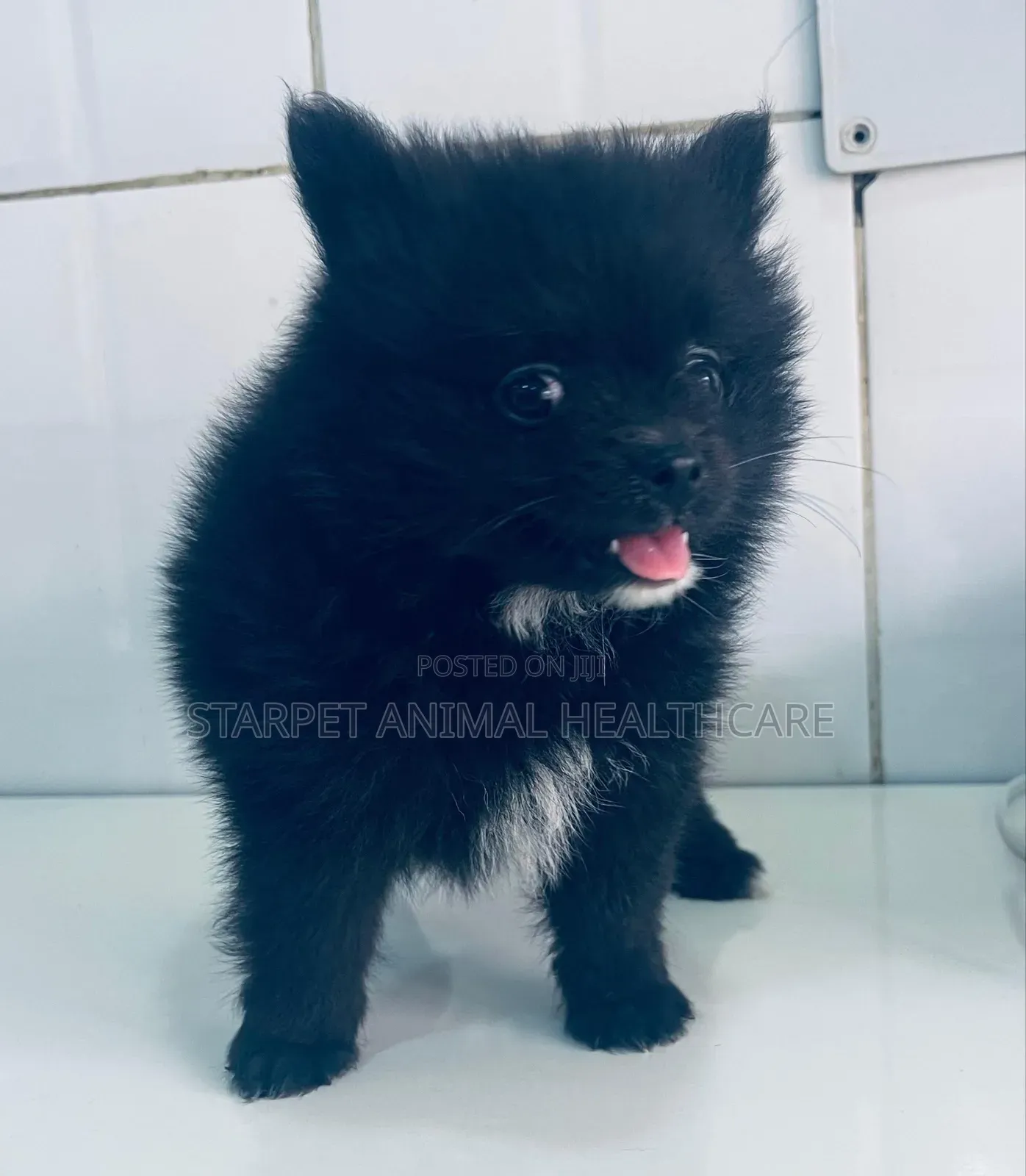 1-3 months Male Purebred Pomeranian