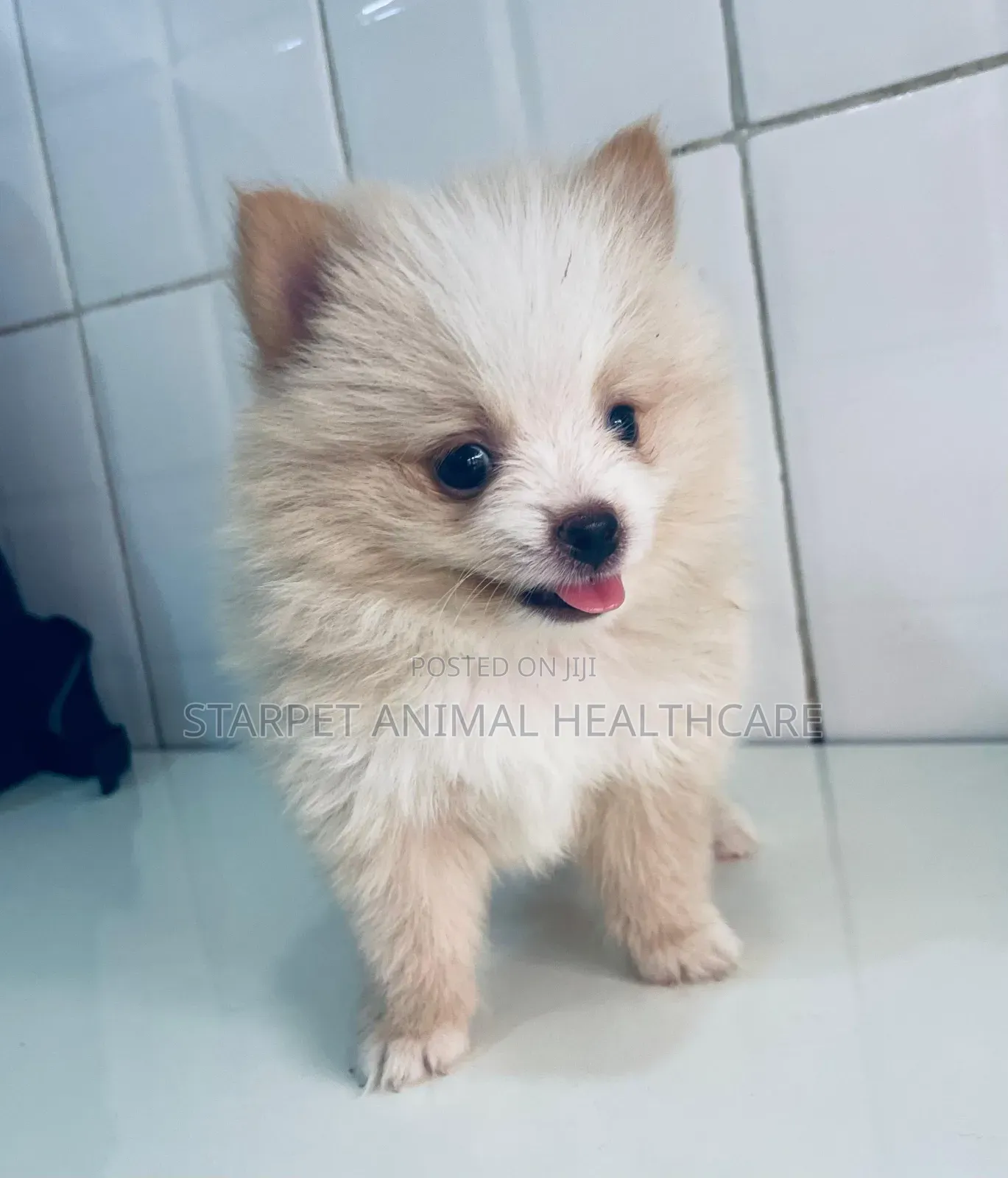 1-3 months Male Purebred Pomeranian