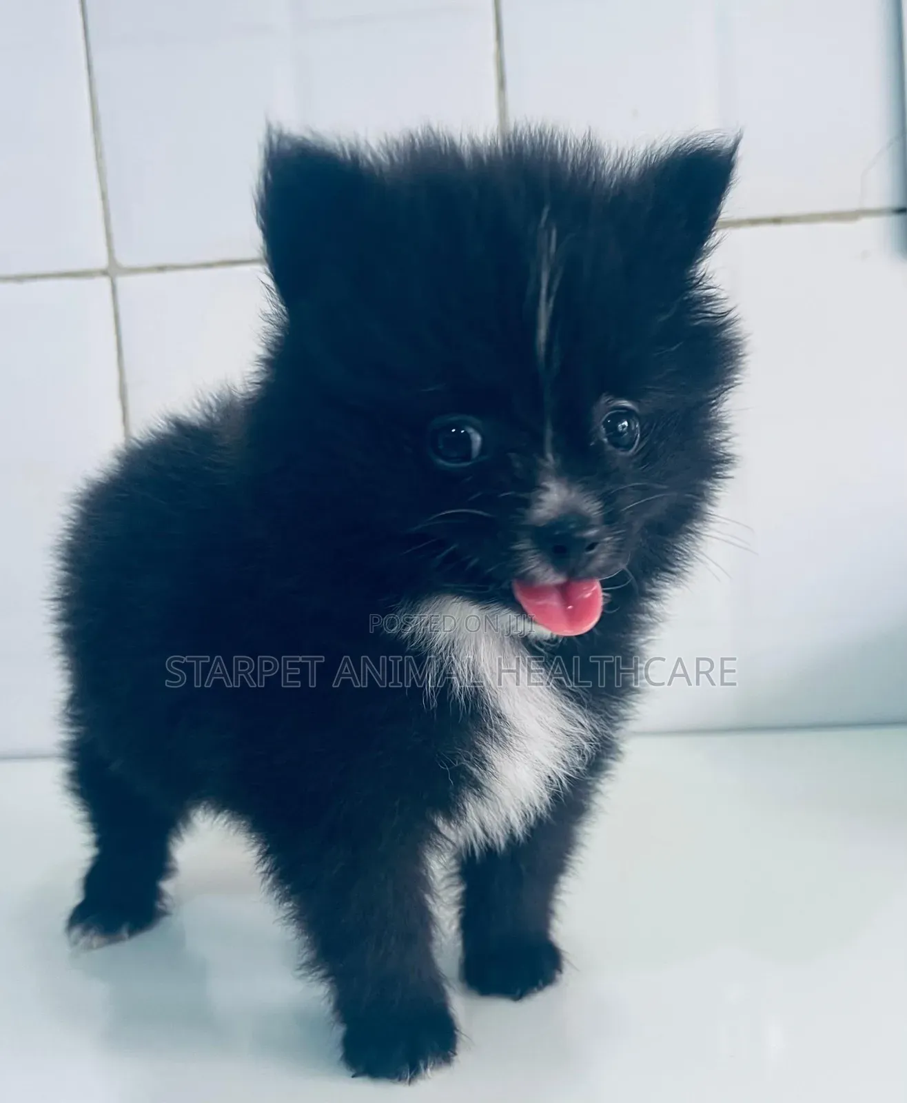1-3 months Male Purebred Pomeranian