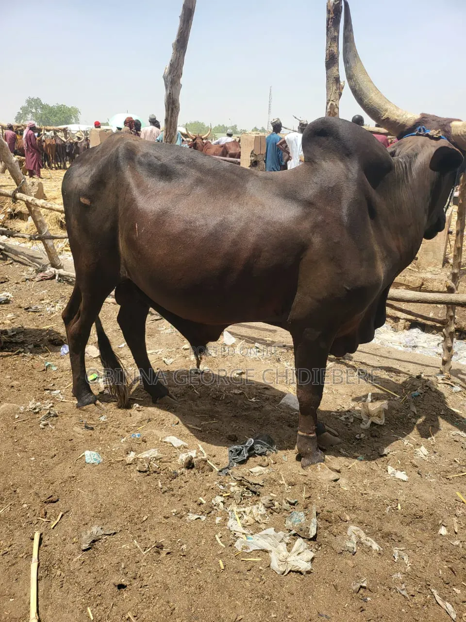 Cow for Meat