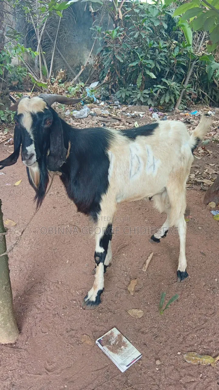 High Breed Goat for Meat
