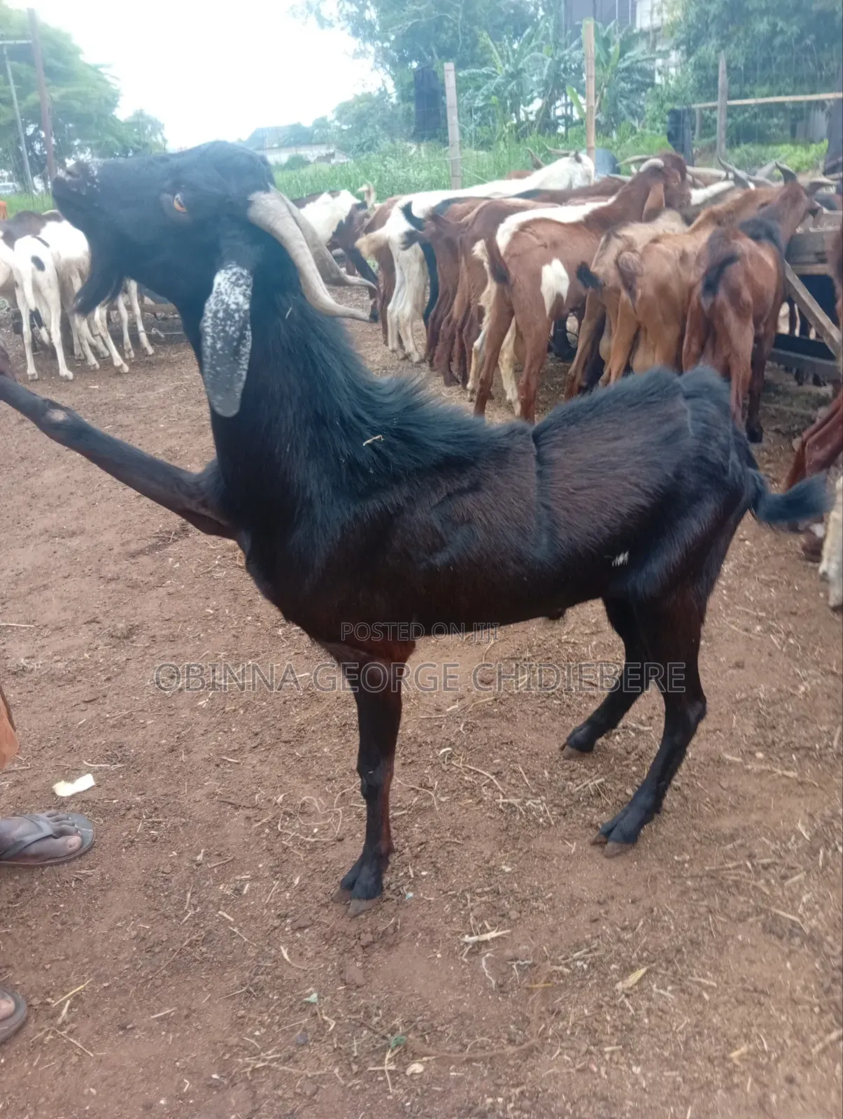High Breed Goat for Meat