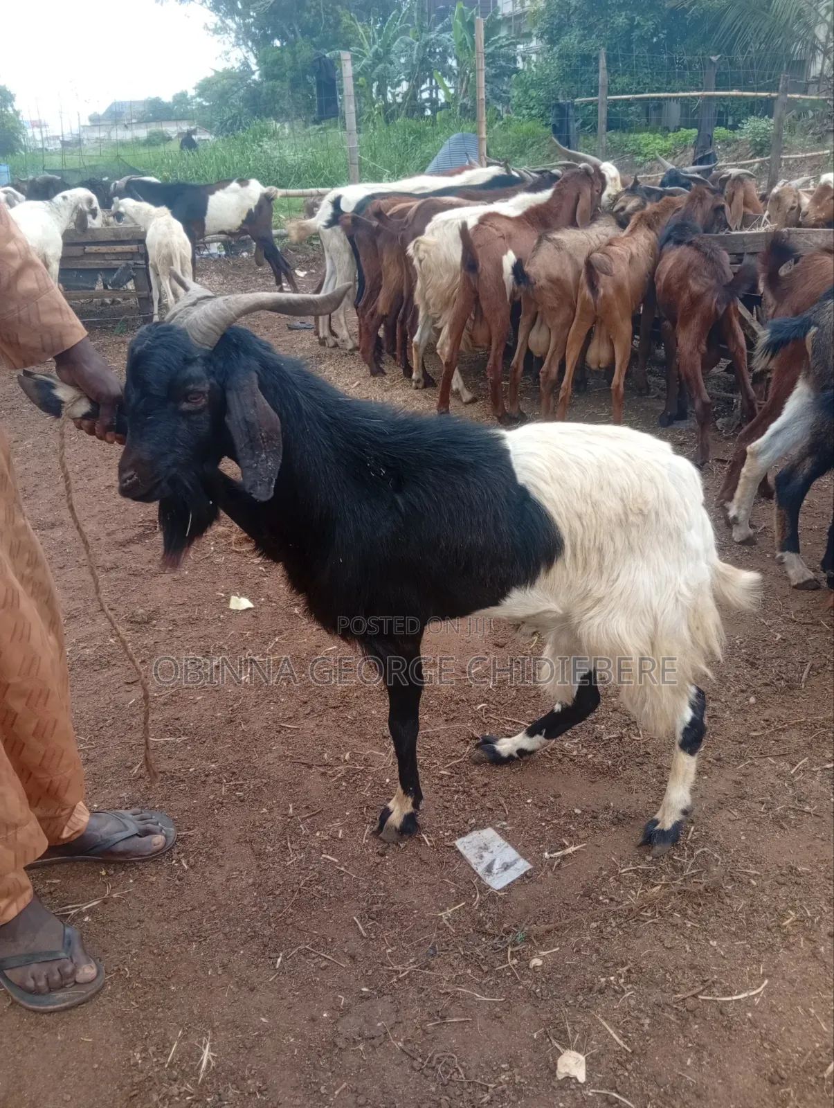 High Breed Goat for Meat
