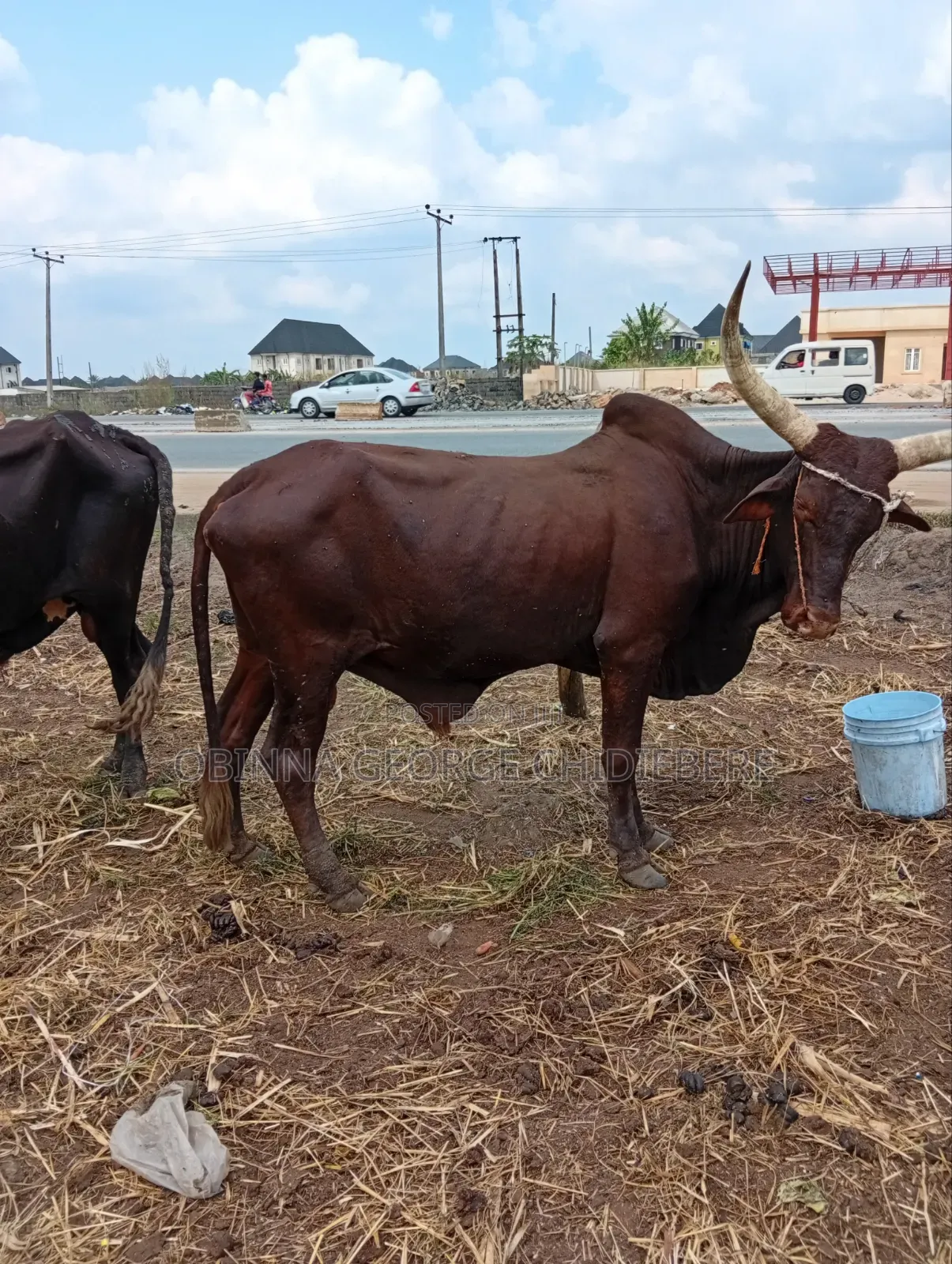 Cow For Meat Consumption
