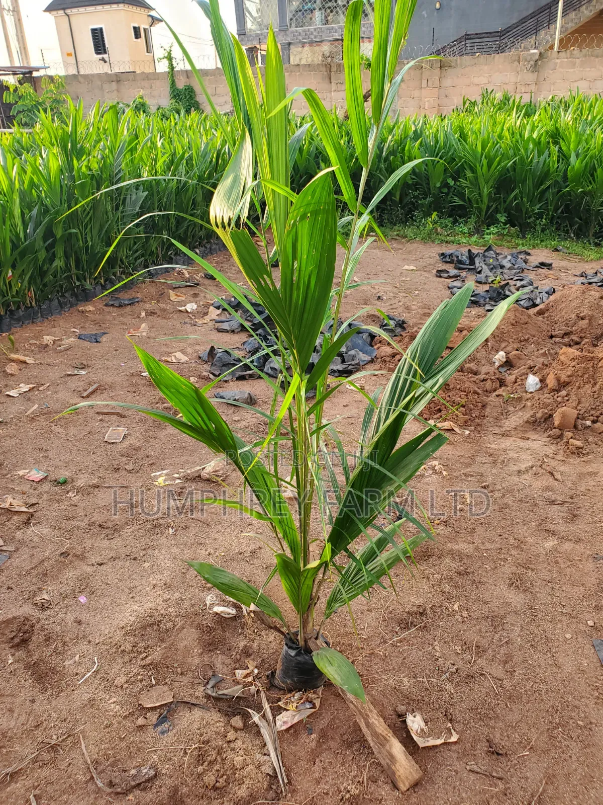 Palm Seedling