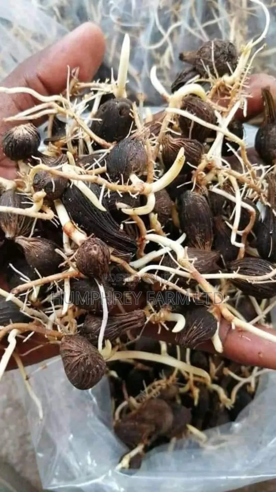 Sprouted Palm Seed