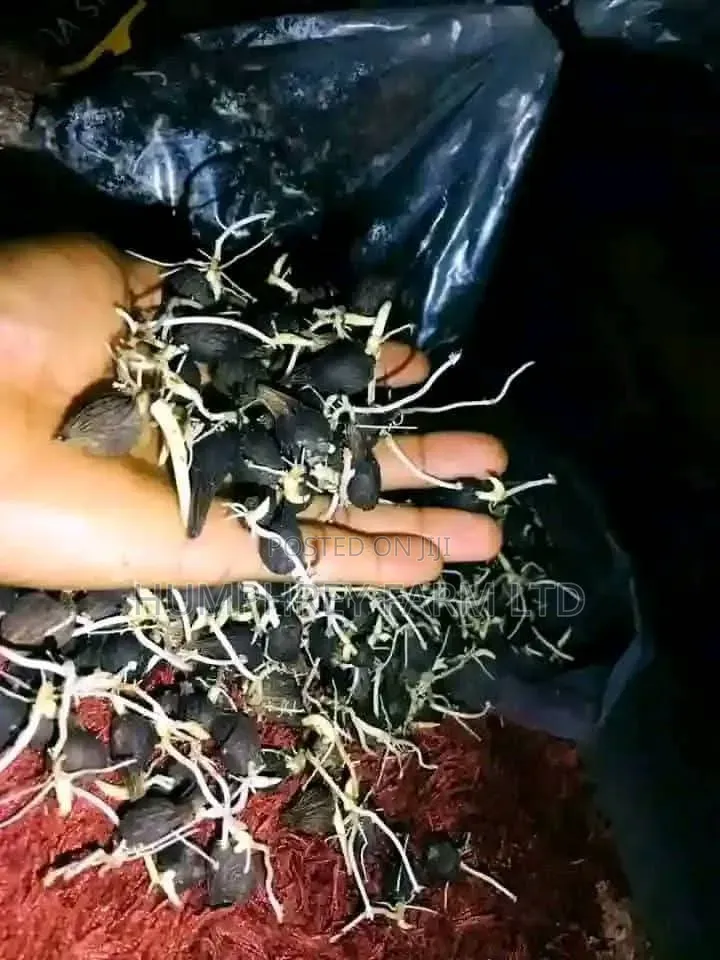 Sprouted Palm Seed