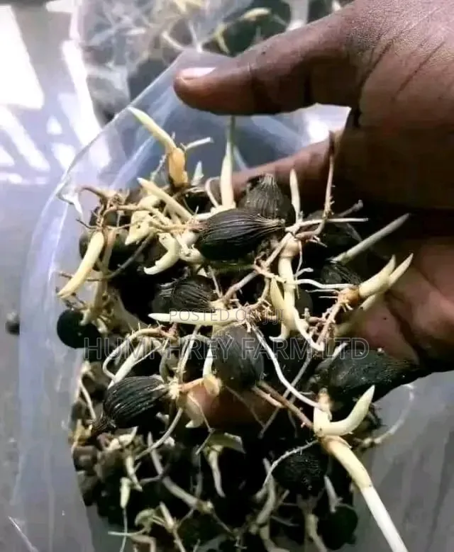 Sprouted Palm Seed