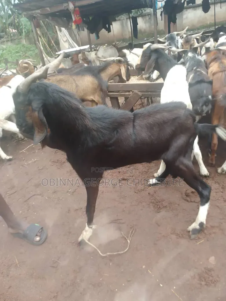 Very Good Goats