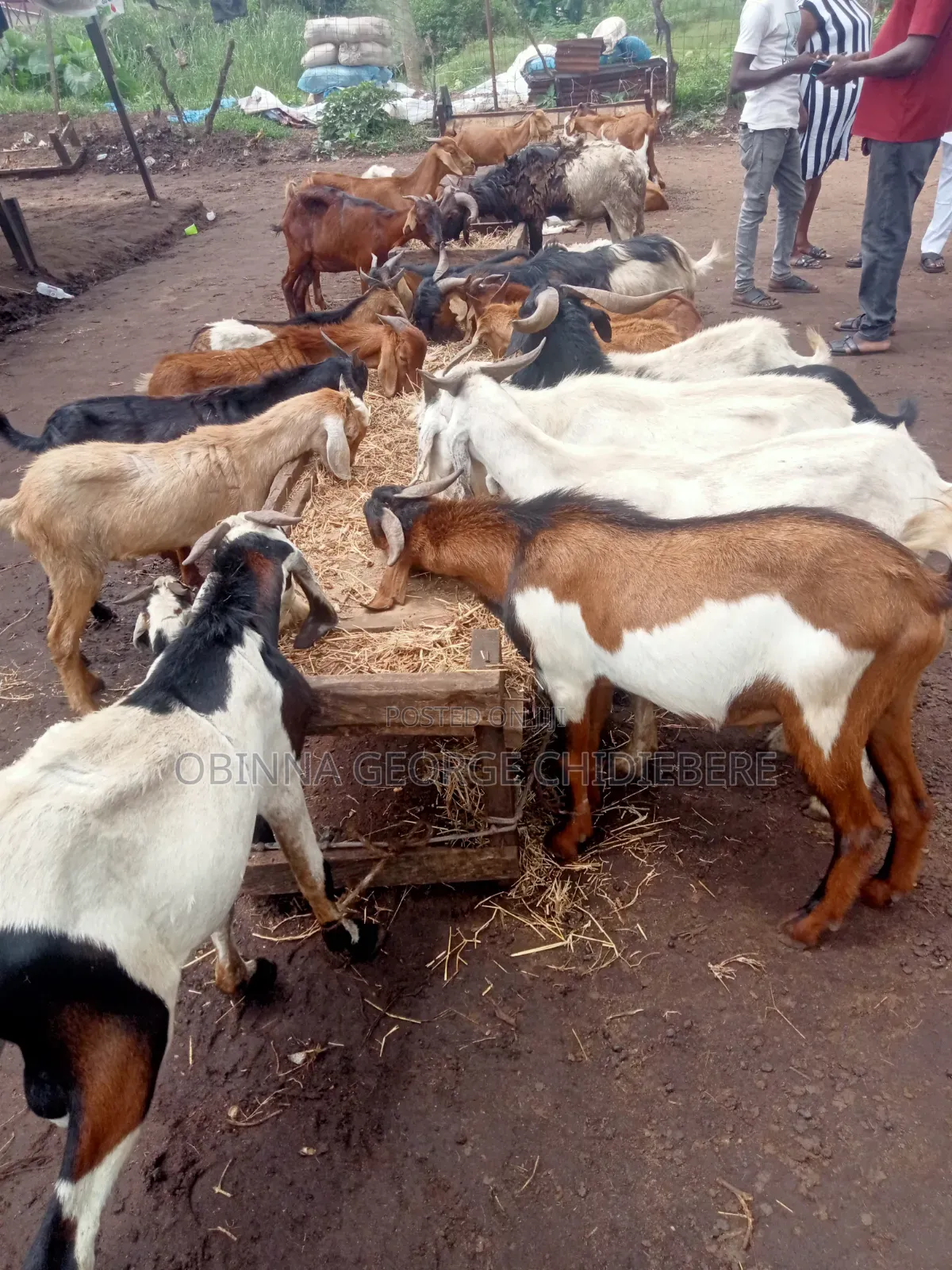 Very Good Goats