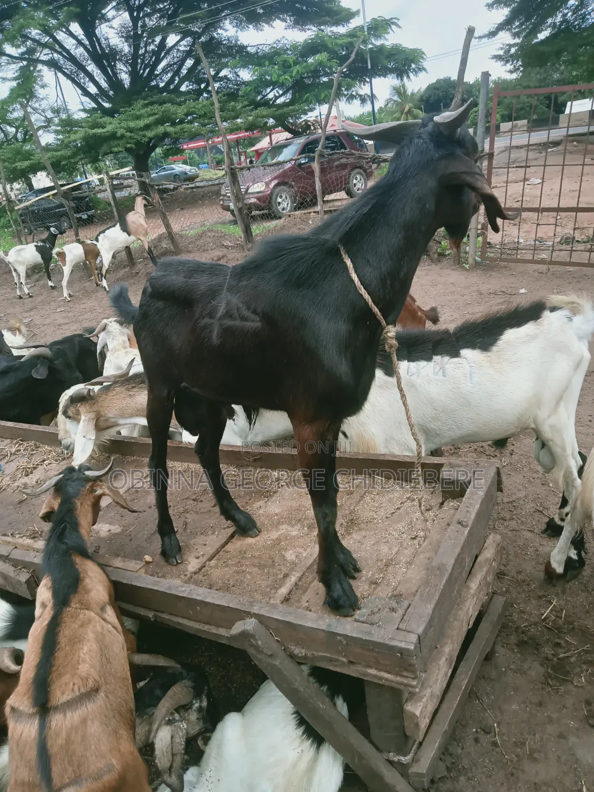 Very Good Goats