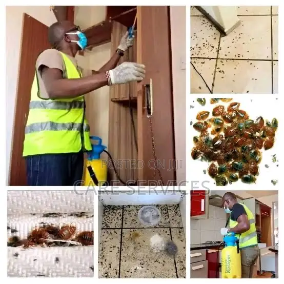 Bedbugs Cockroaches Professional Fumigation