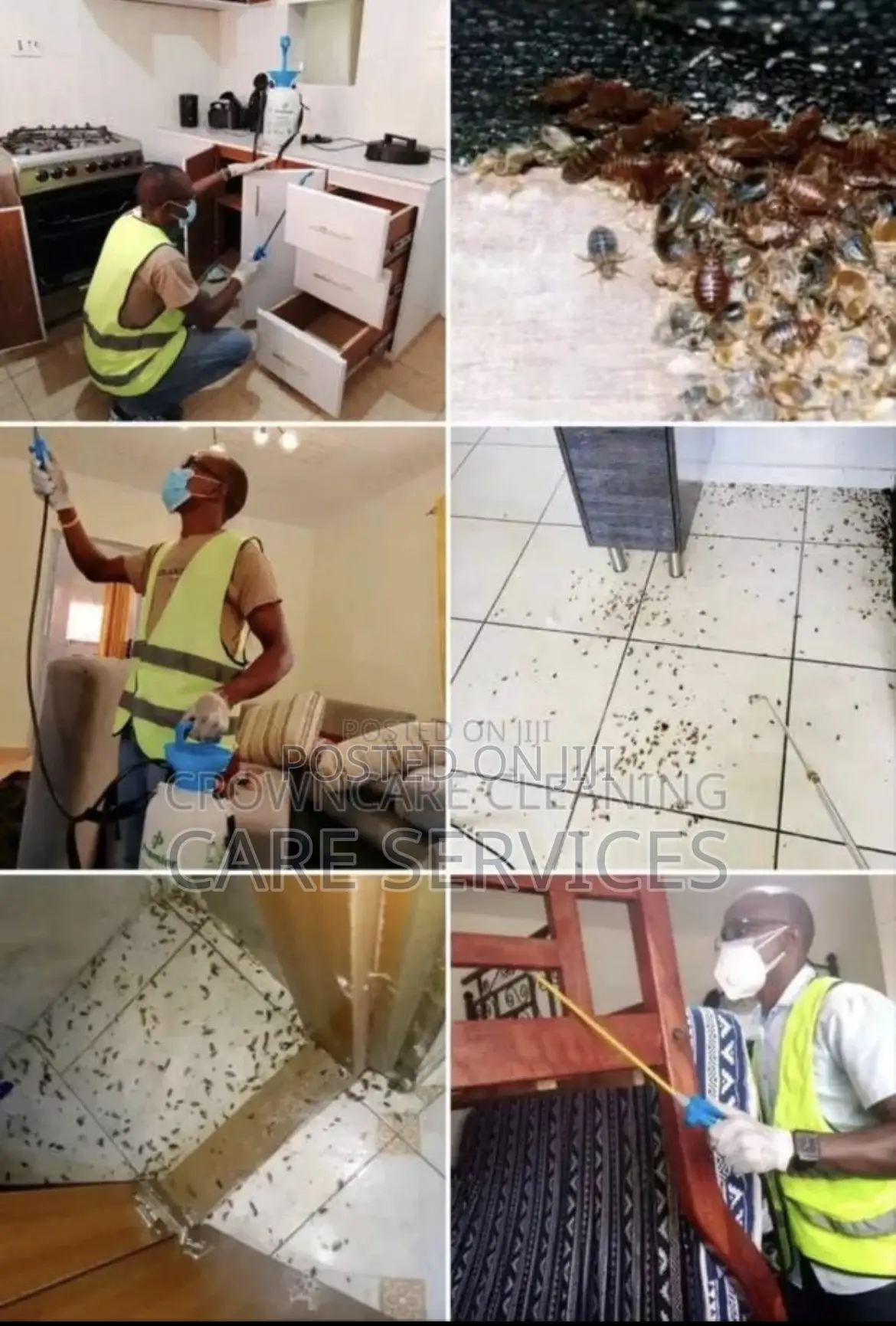 Bedbugs Cockroaches Professional Fumigation