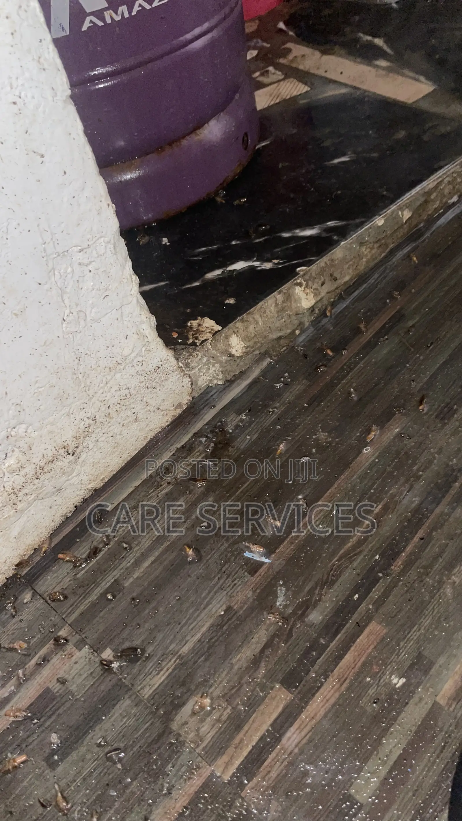 Bedbugs Cockroaches Professional Fumigation