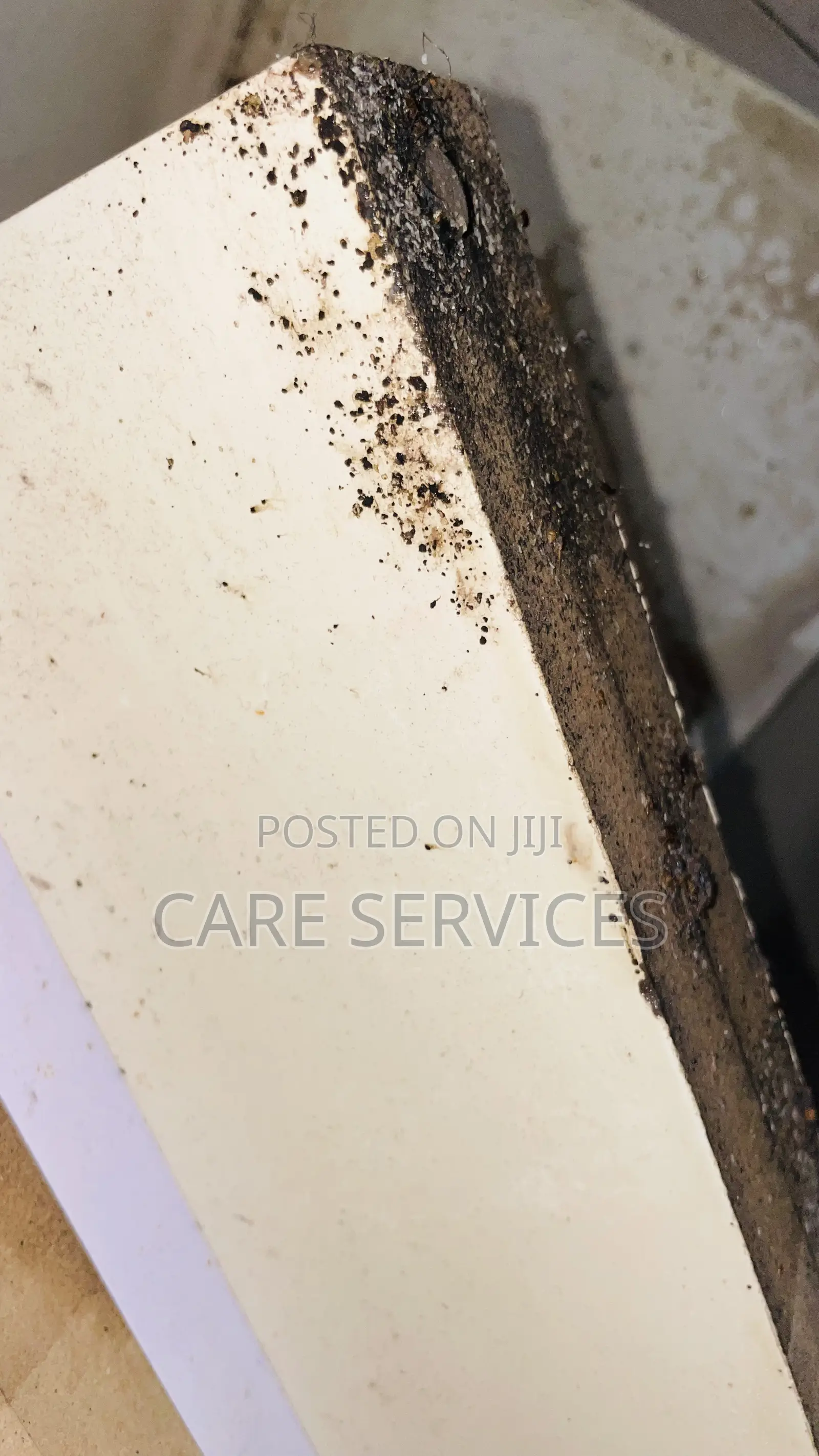 Bedbugs Cockroaches Professional Fumigation