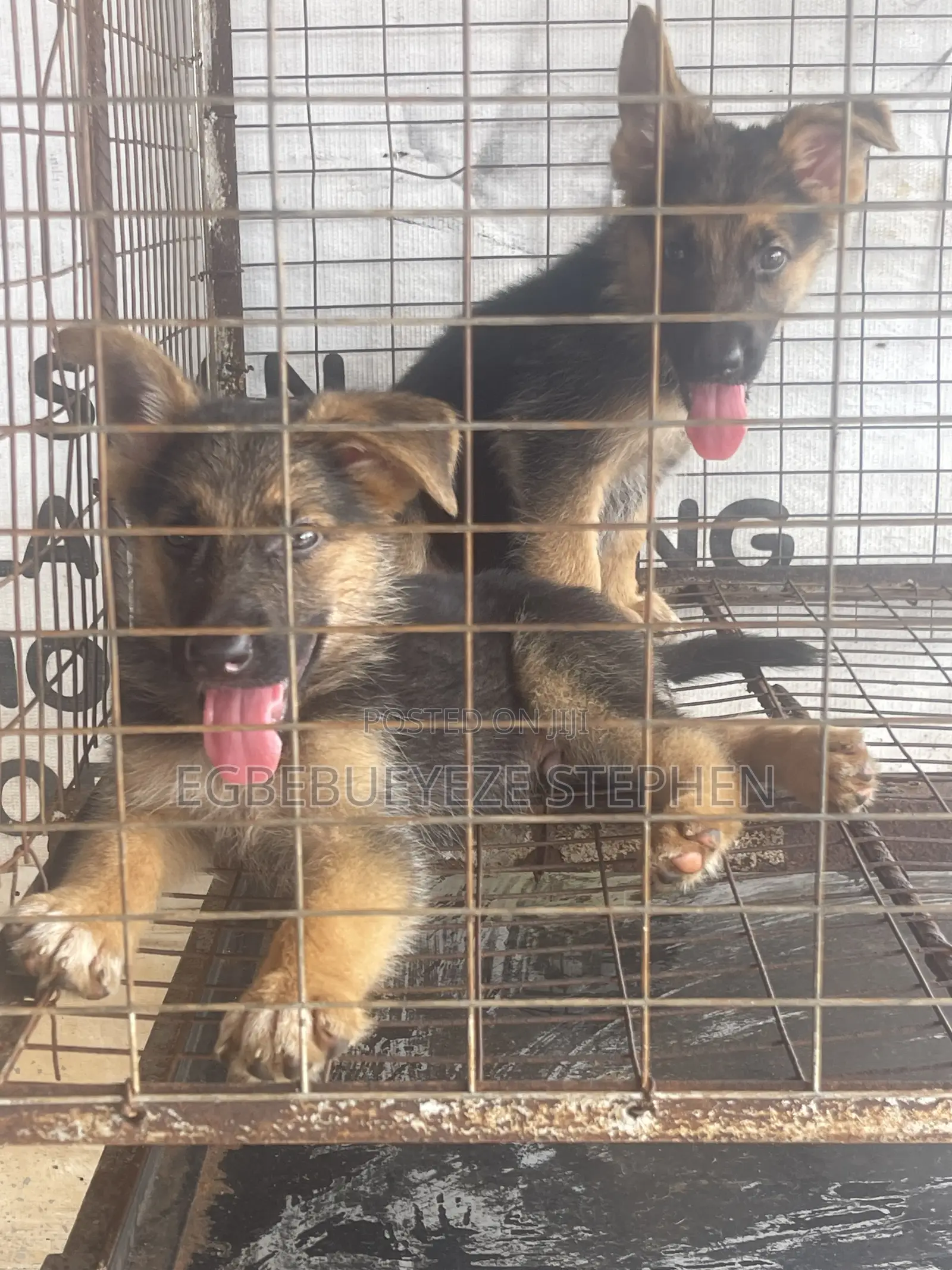 1-3 months Male Purebred German Shepherd