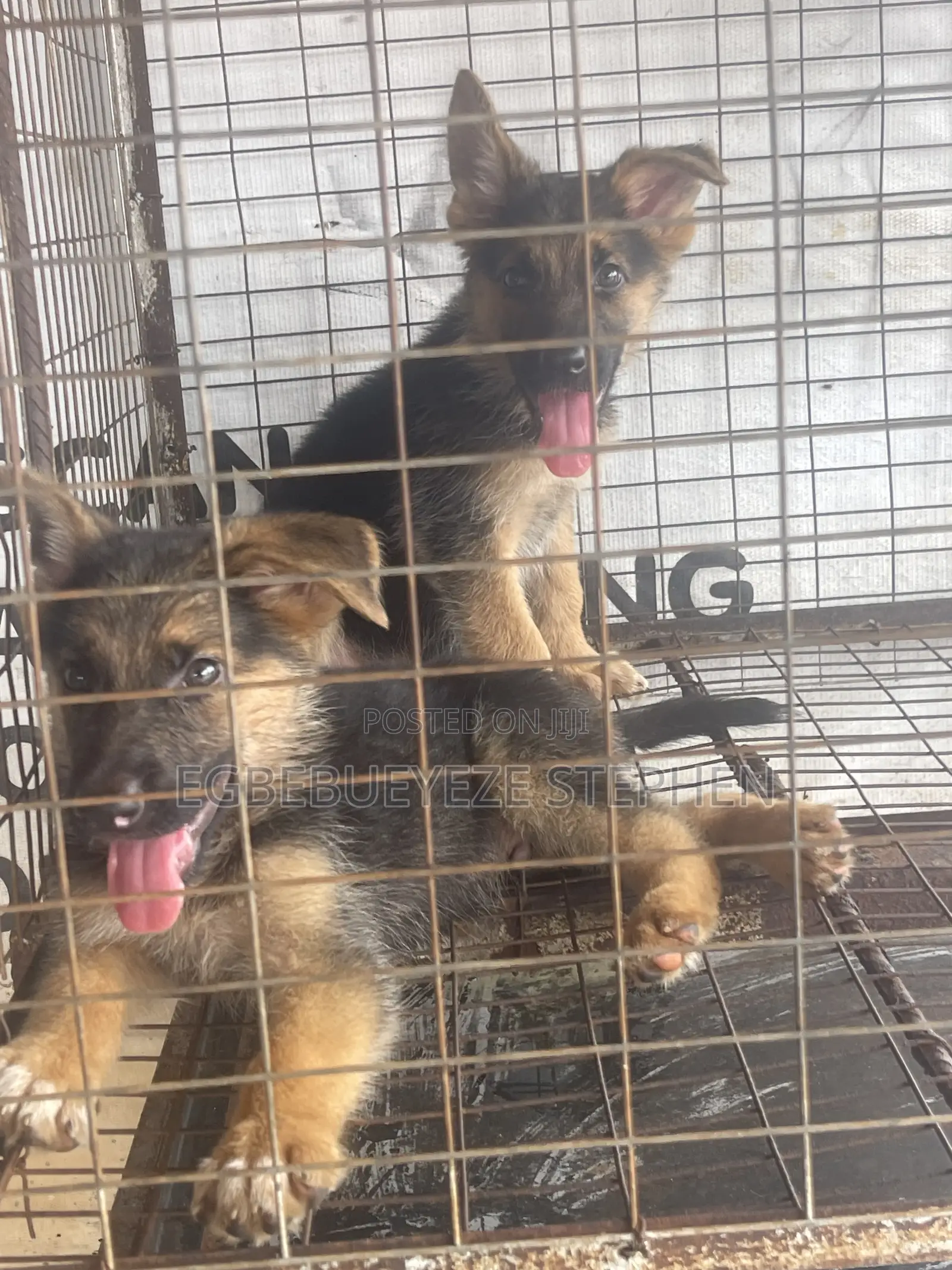 1-3 months Male Purebred German Shepherd
