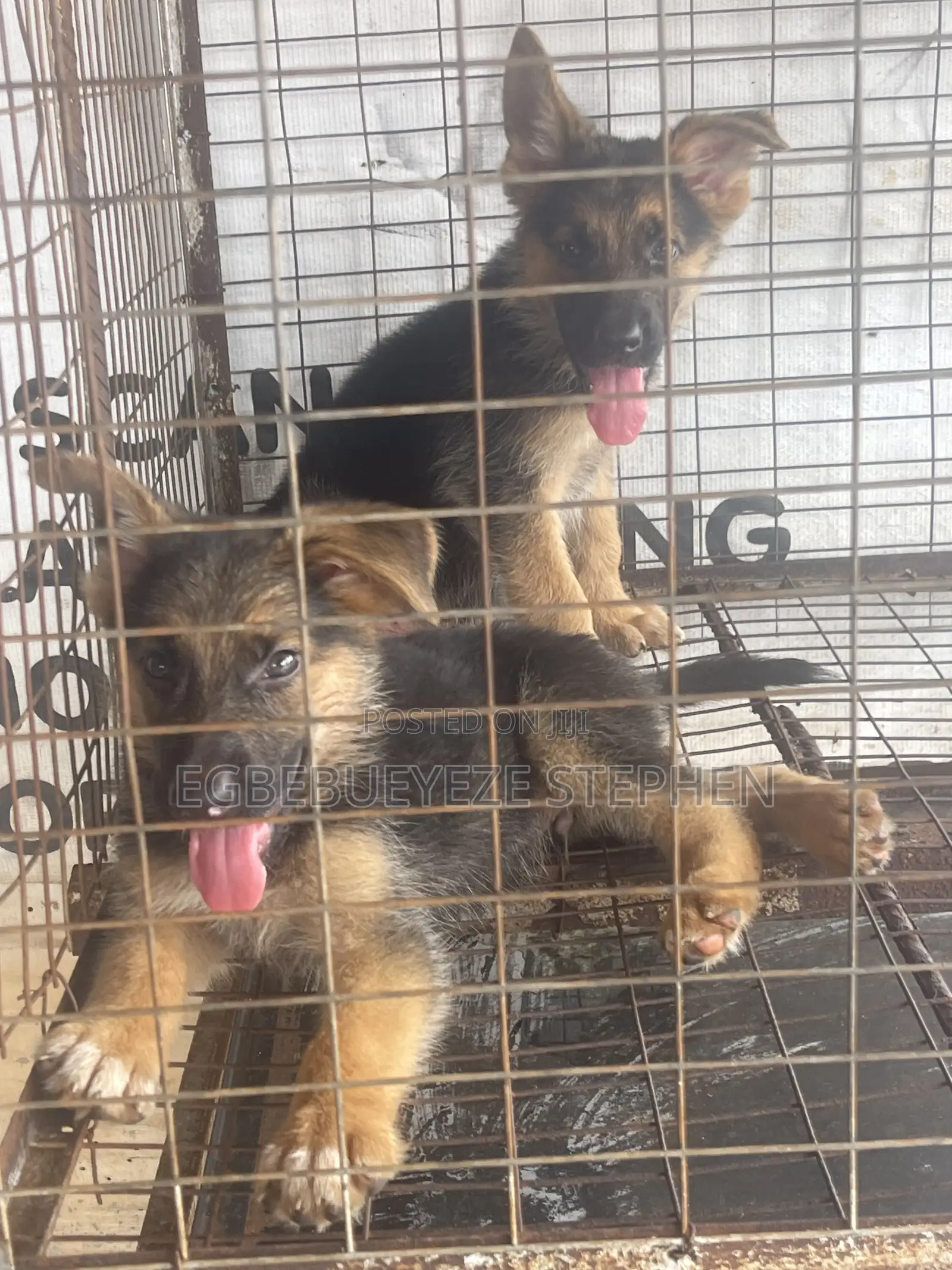 1-3 months Male Purebred German Shepherd