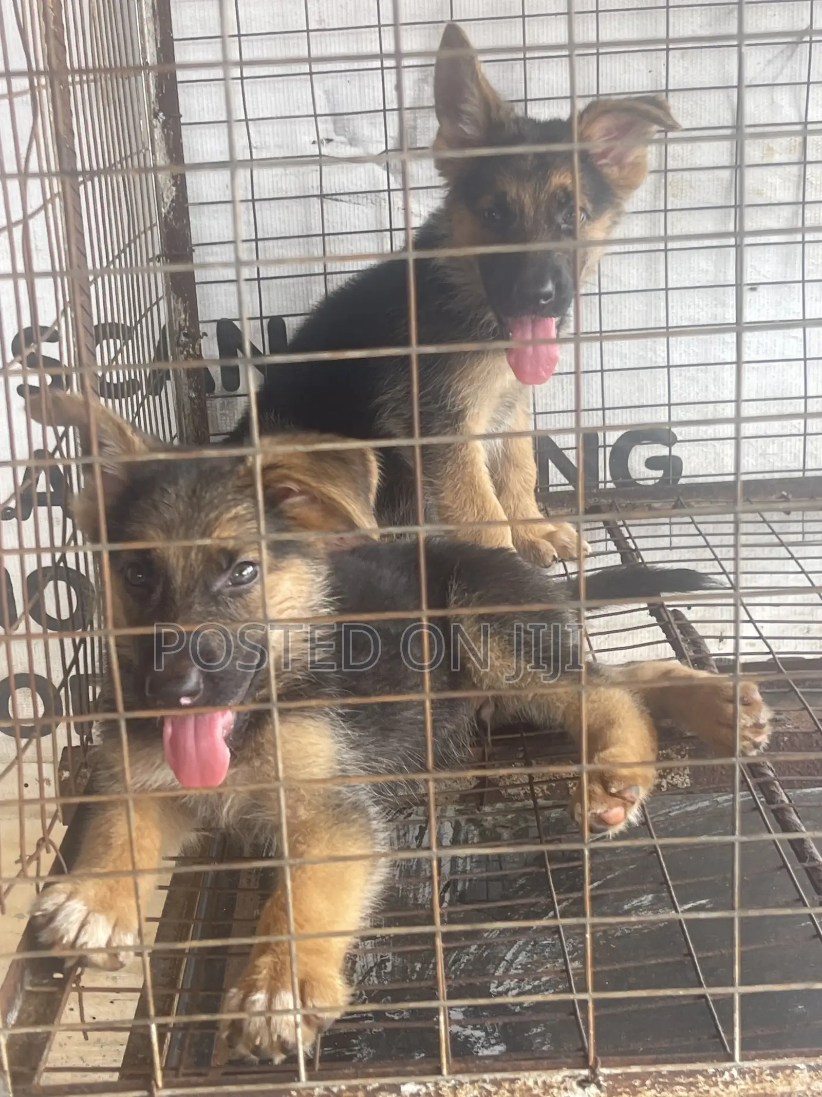 1-3 months Male Purebred German Shepherd