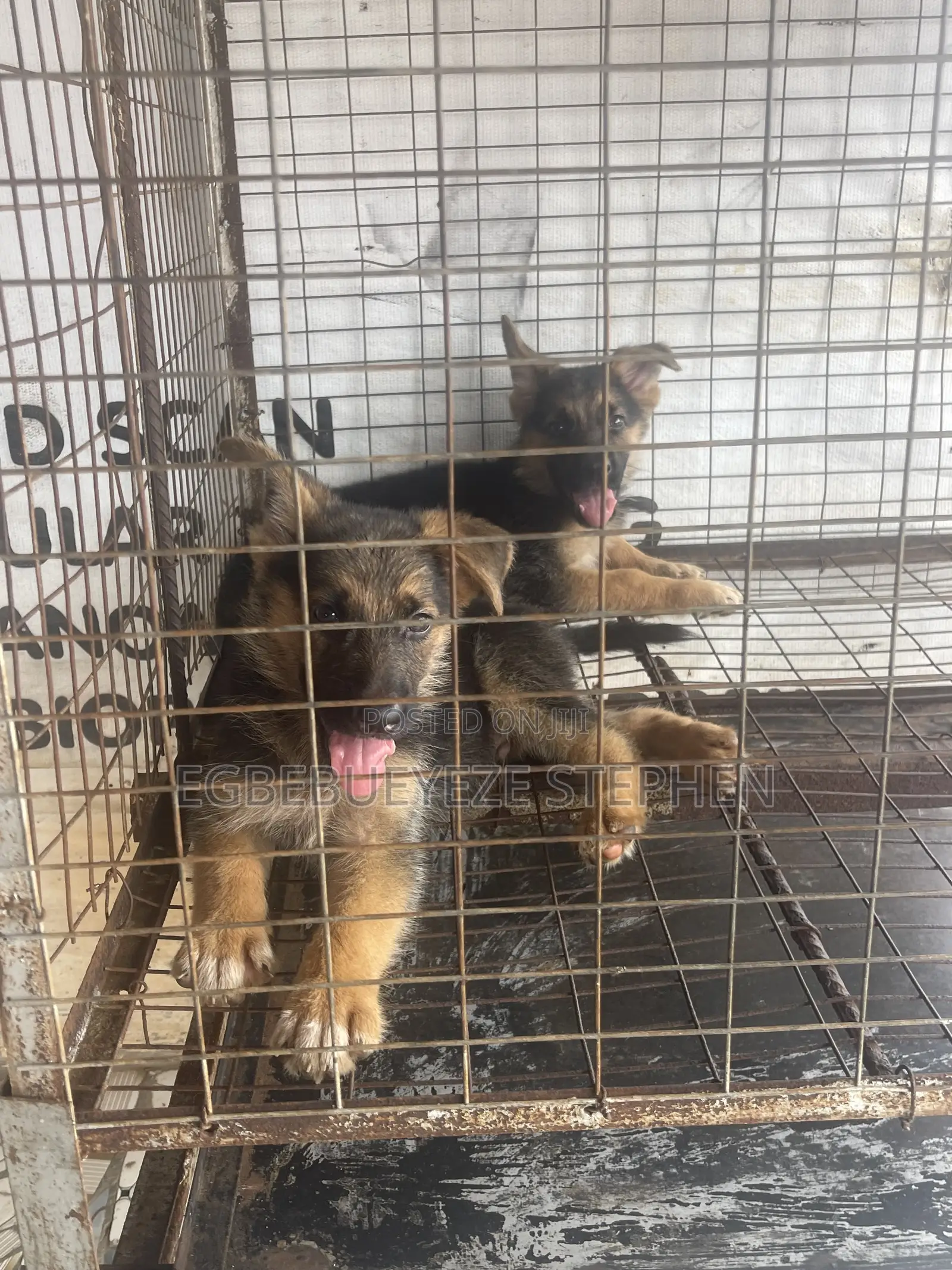 1-3 months Male Purebred German Shepherd