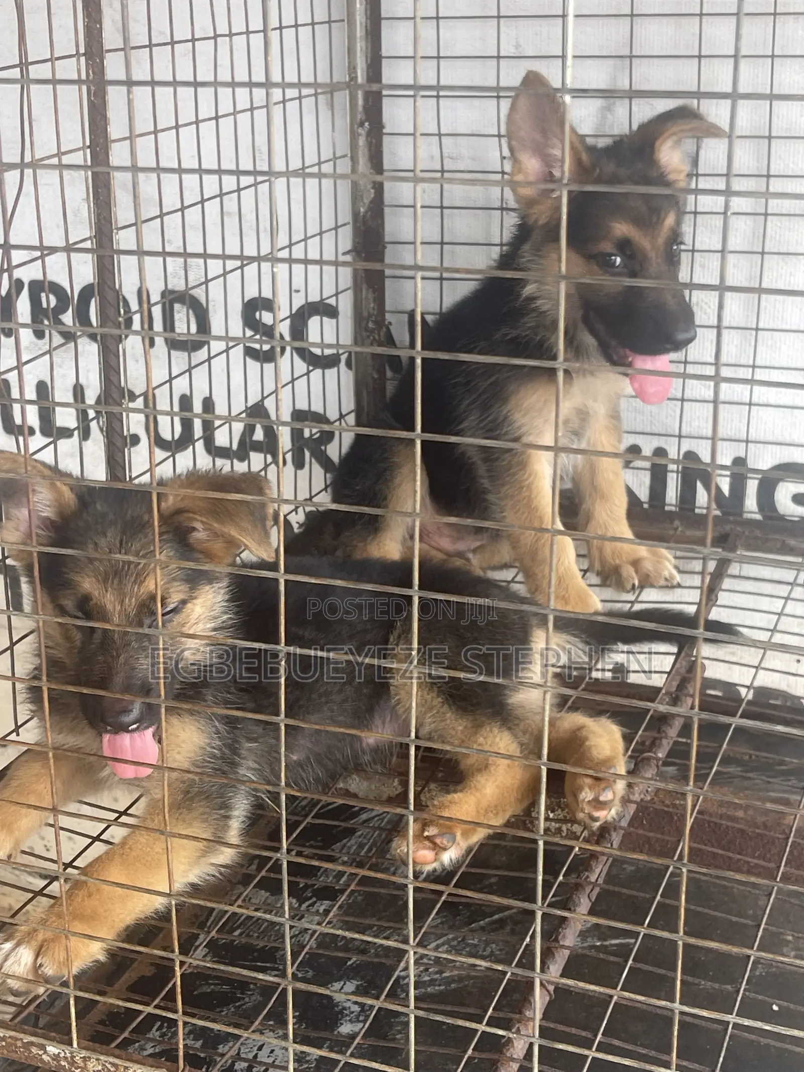 1-3 months Female Purebred German Shepherd
