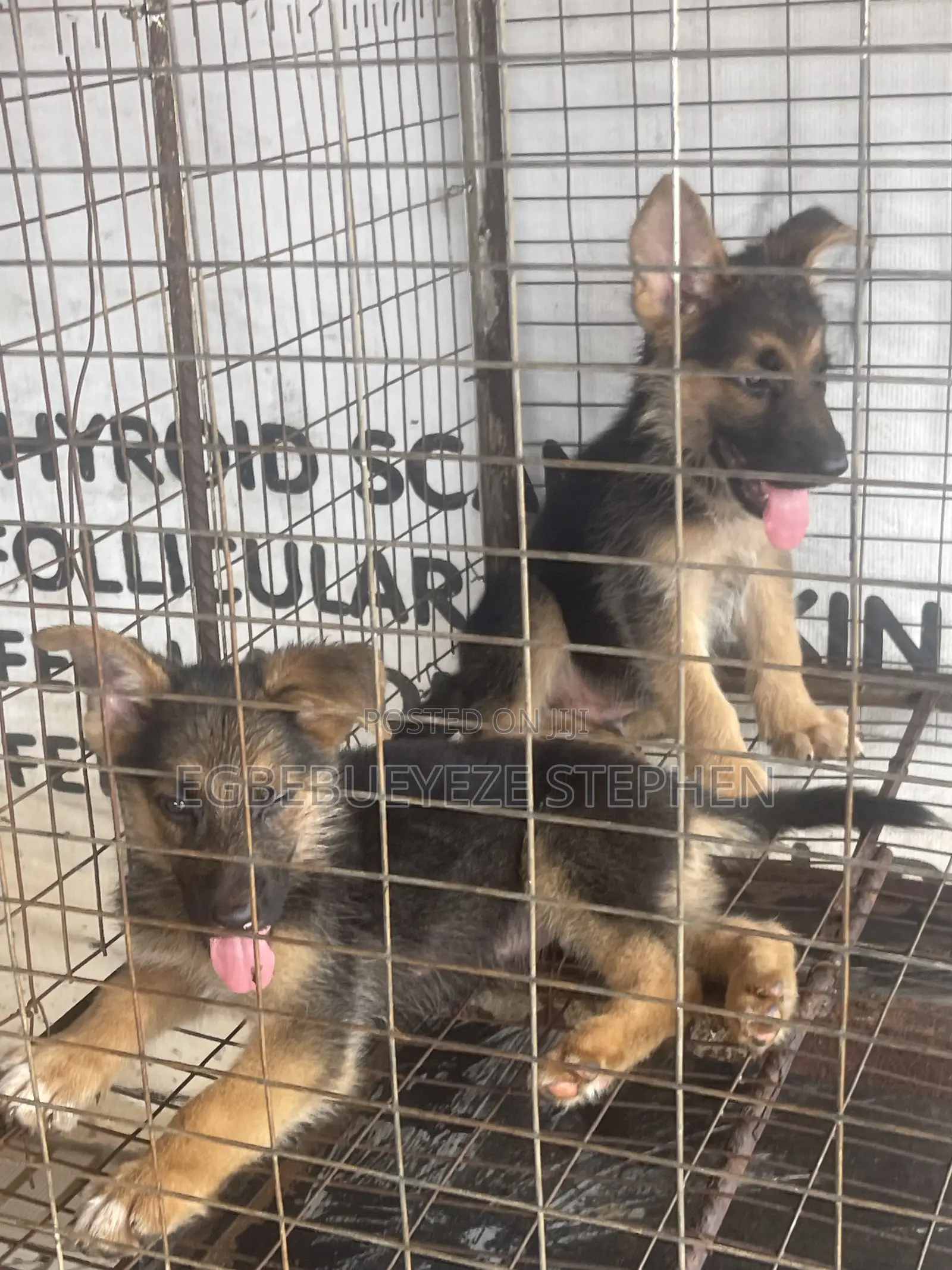 1-3 months Female Purebred German Shepherd
