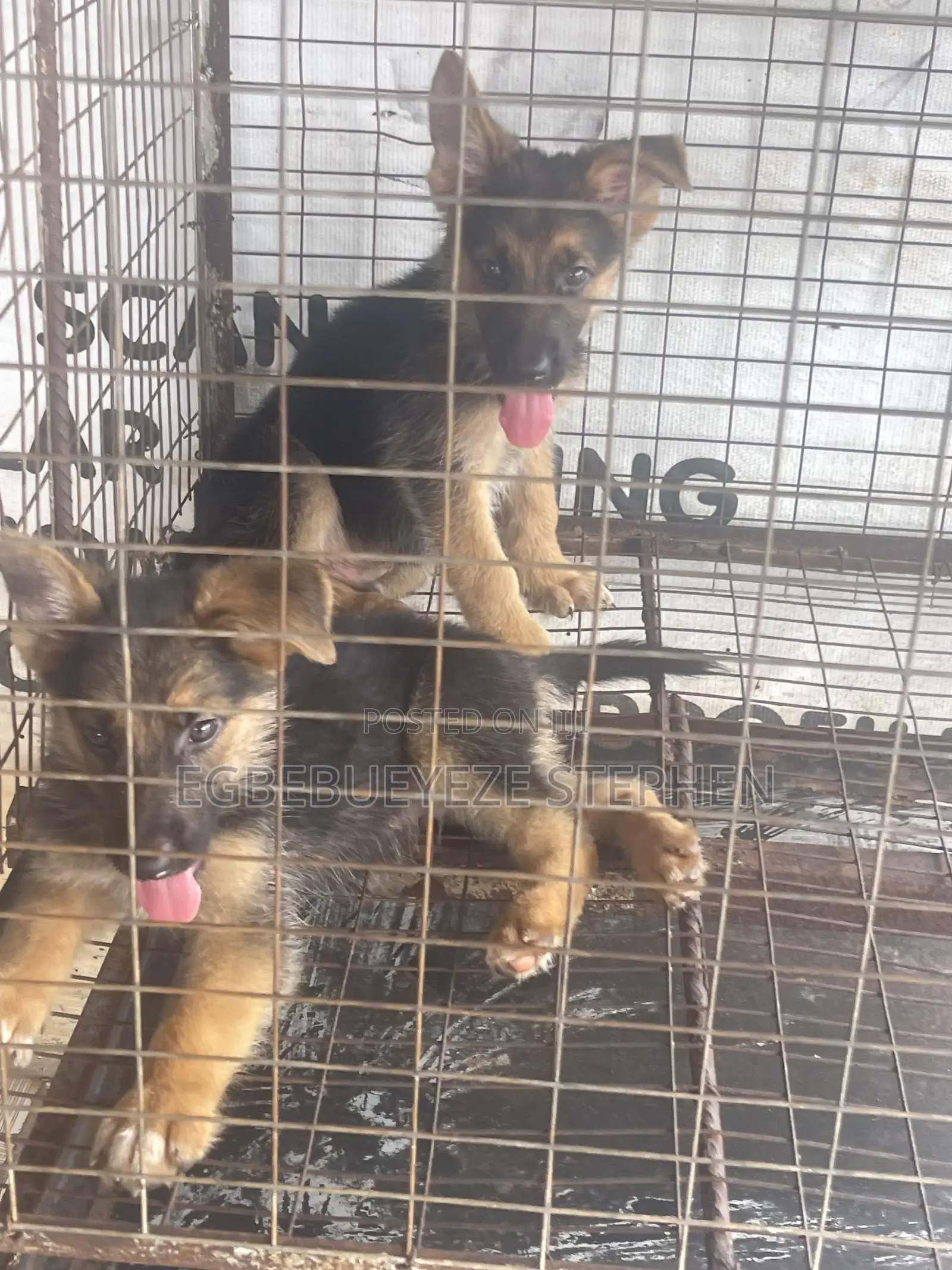 1-3 months Female Purebred German Shepherd