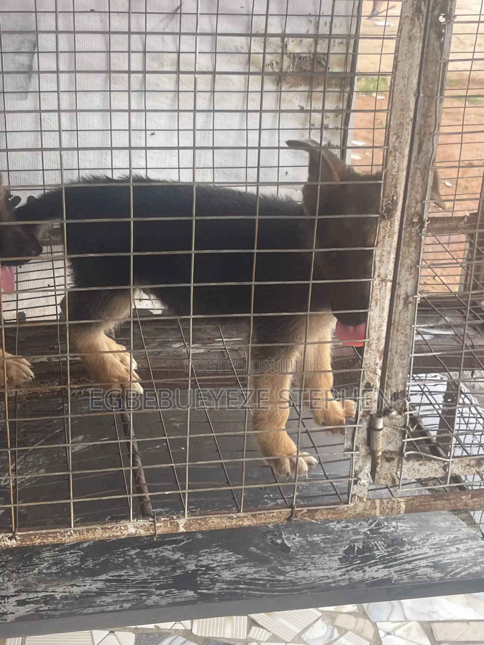 1-3 months Female Purebred German Shepherd