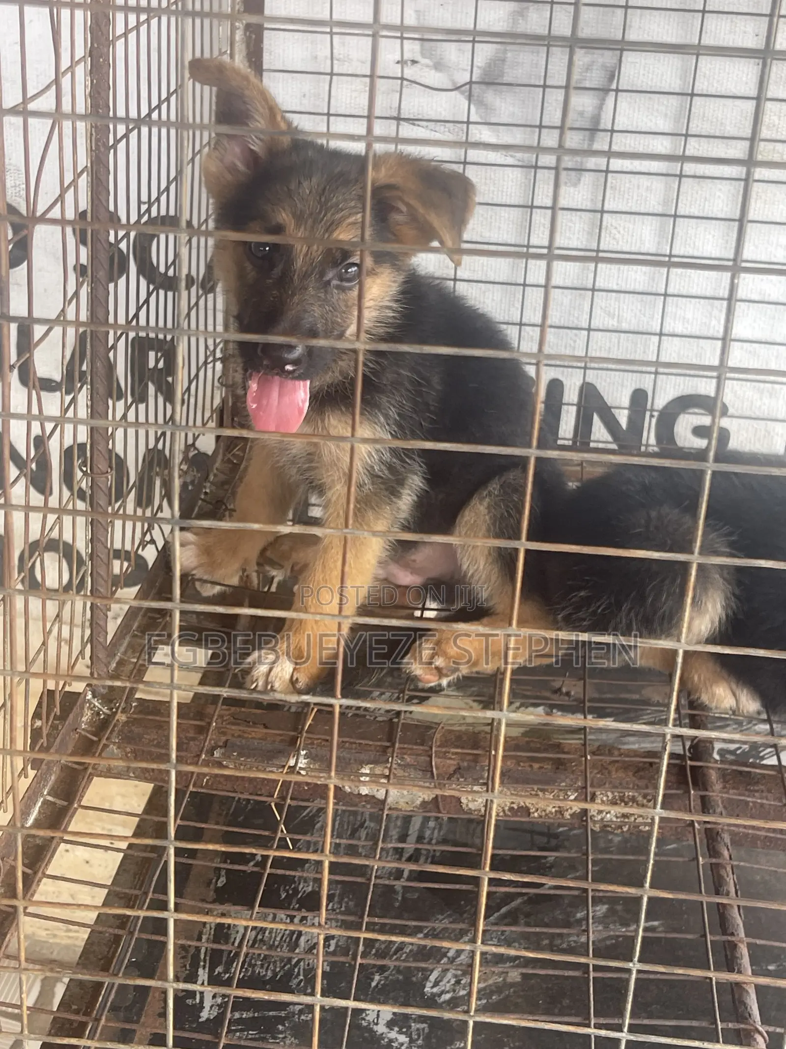 1-3 months Female Purebred German Shepherd