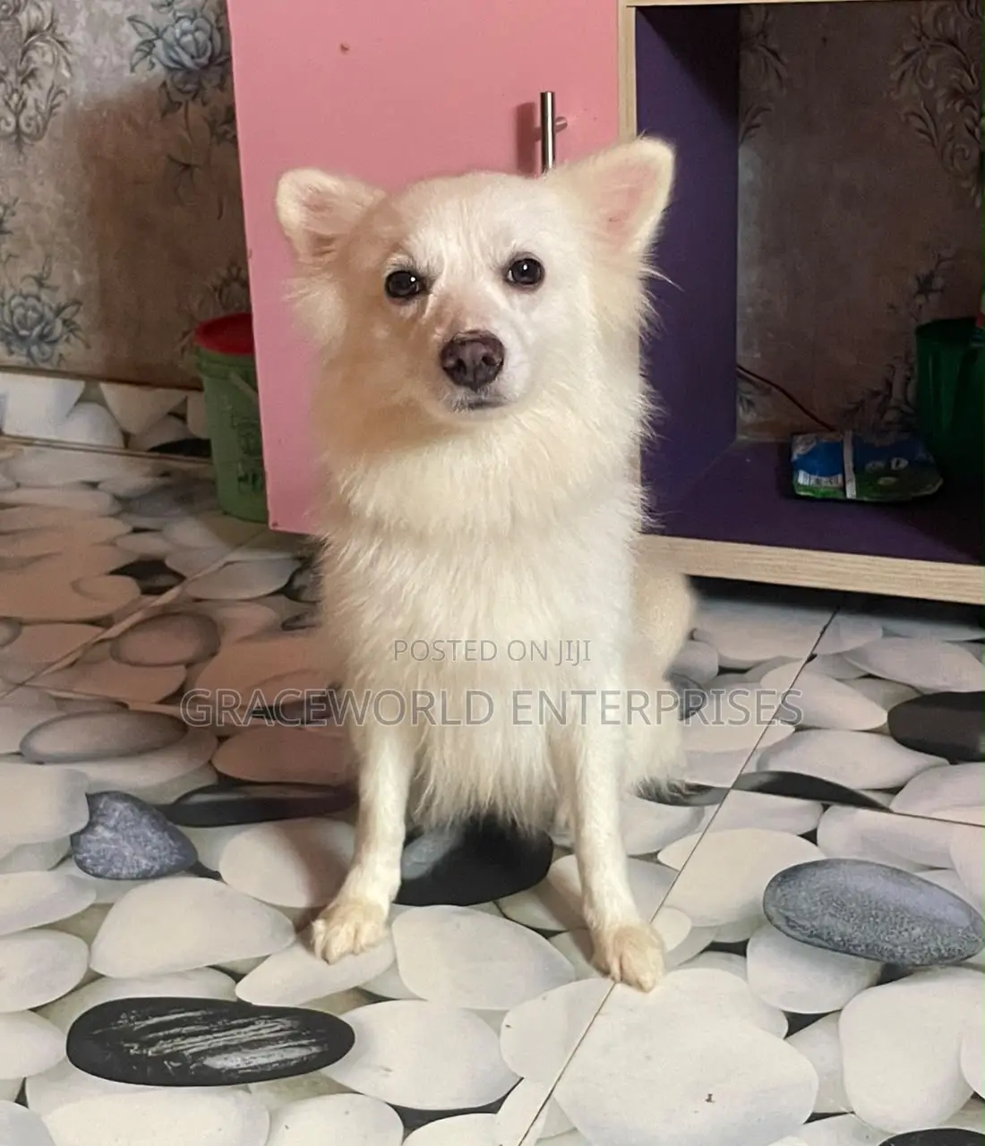 1+ year Female Purebred American Eskimo