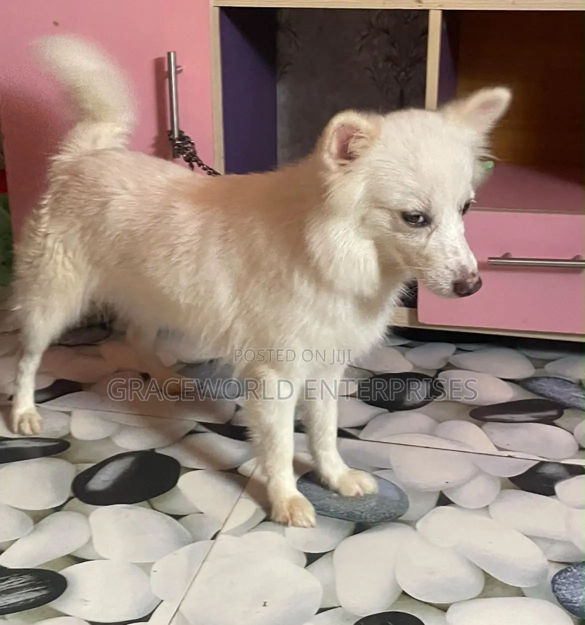 1+ year Female Purebred American Eskimo