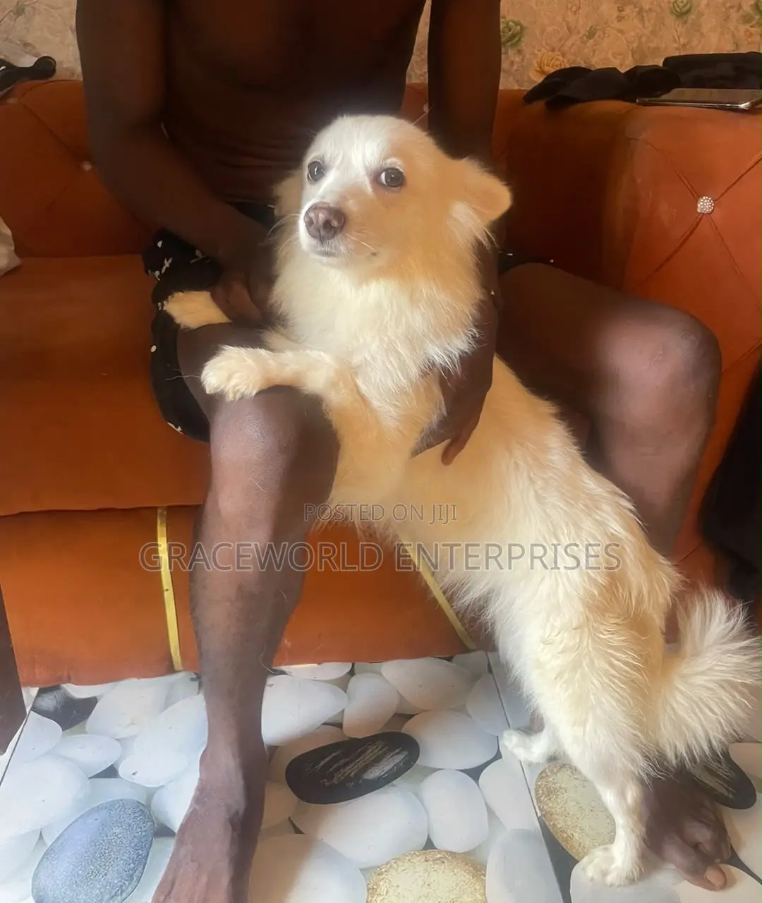 1+ year Female Purebred American Eskimo