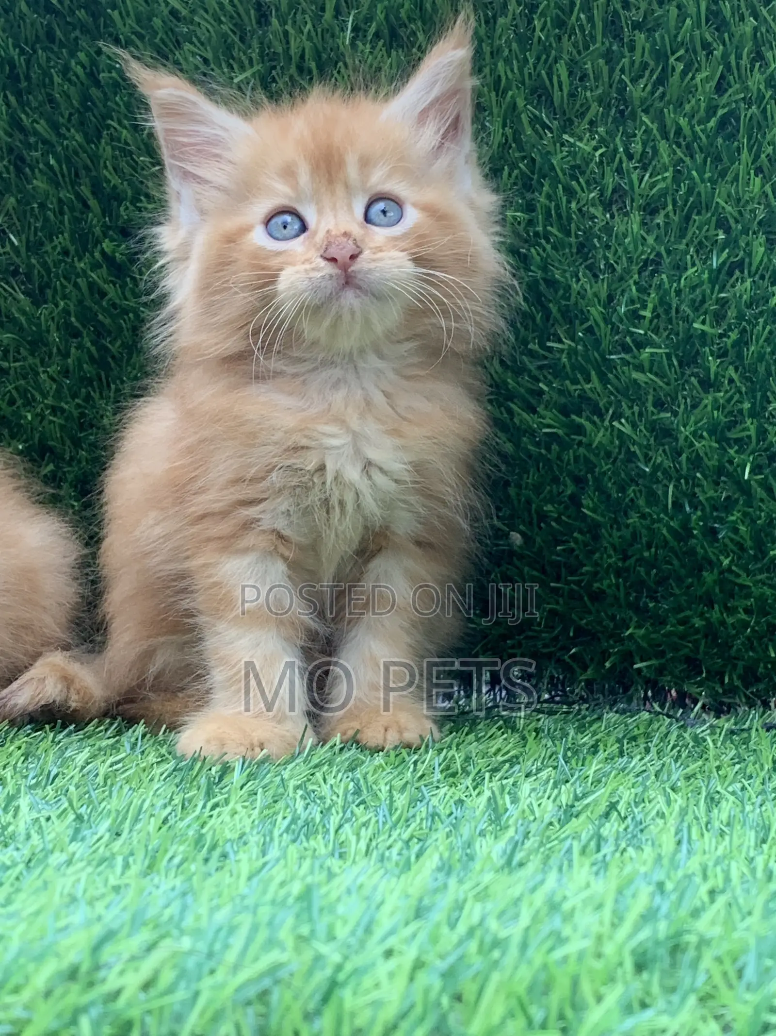 1-3 months Male Purebred Maine Coon
