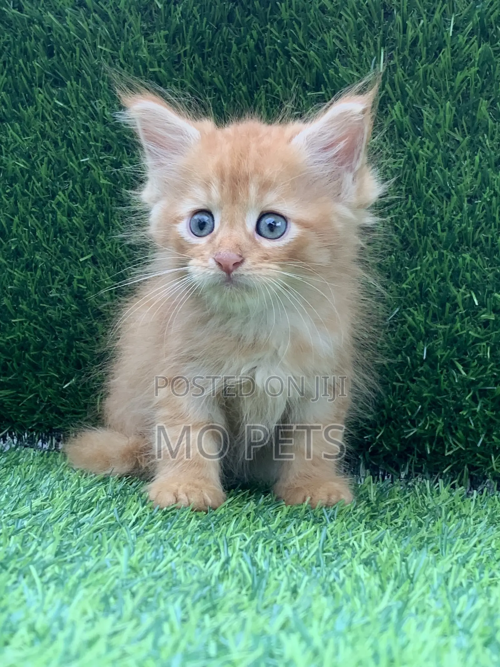 1-3 months Male Purebred Maine Coon