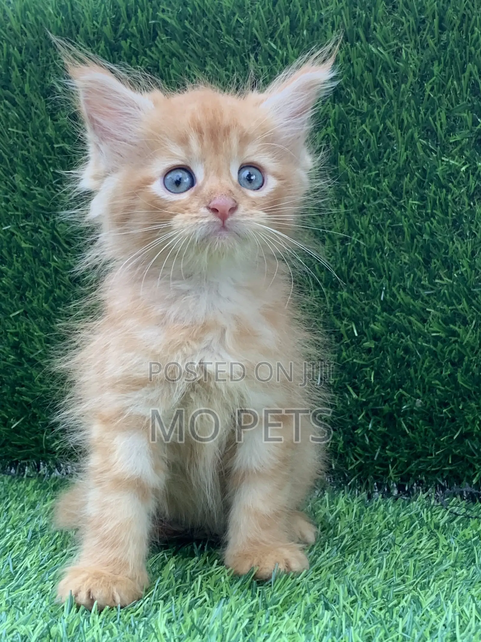 1-3 months Male Purebred Maine Coon