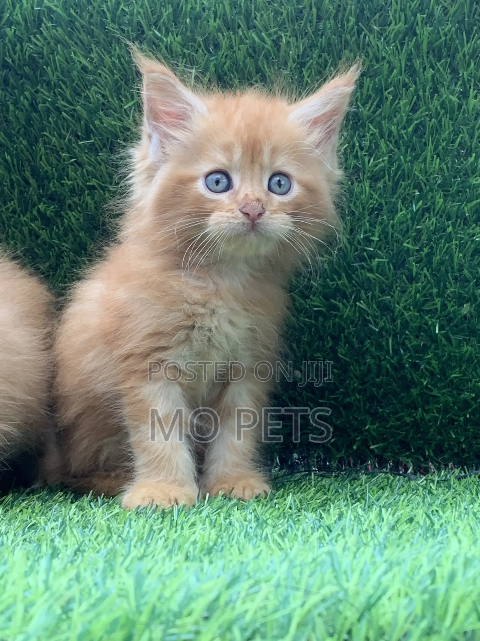 1-3 months Male Purebred Maine Coon