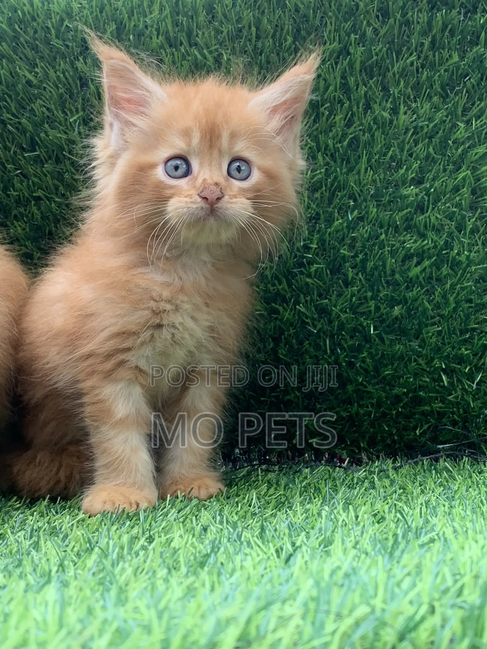 1-3 months Male Purebred Maine Coon